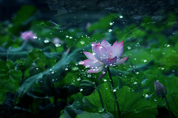 过雨新荷生水气。高影参差,无谓思量睡。李淑辉福鼎 过雨新荷生水气。高影参差,无谓思量睡。李淑辉福鼎