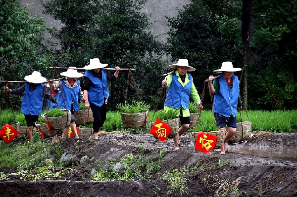 春雷滚滚雨潇潇 披蓑戴笠运秧苗